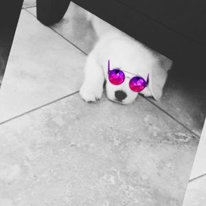 Meet your Posher, Ceceleste